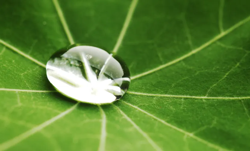 Water in leaf represents loss and hope