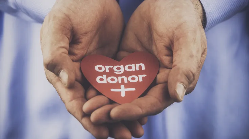 A stock photo of a heart trinket being held in hands to promote organ donation
