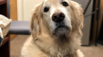 Willow, a golden retriever therapy dog