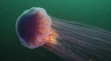 A lion's mane jellyfish swimming in the water.