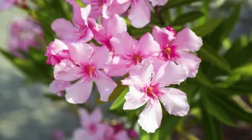 A close-up view of pink oleander flowers.