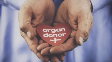 A stock photo of a heart trinket being held in hands to promote organ donation