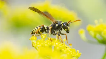 A close up of a yellow jacket wasp sitting on top of a yellow flower with other flowers in the background