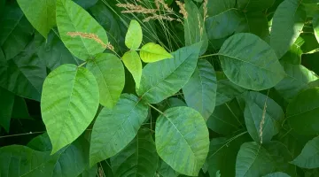 A sprawling poison ivy plant growing in a yard